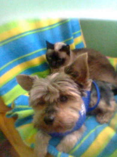 este es Zeus y Luna la otra niña q tenemos en casa, luna no le kiere pero siempre estan juntos este es Zeus y Luna la otra niña q tenemos en casa, luna no le kiere pero siempre estan juntos